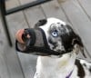 Pit bull law breeds calls for change