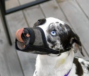 Pit bull law breeds calls for change