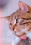 adoptable pets