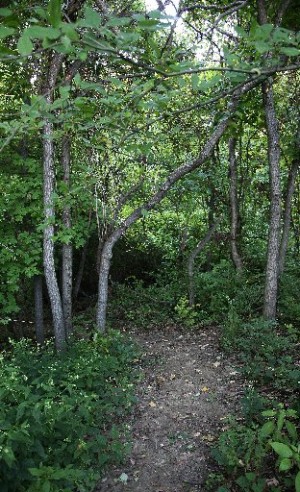 August G. Beckemeier Trail