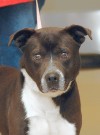 adoptable pets
