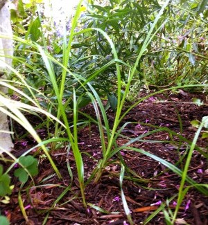 Nutsedge
