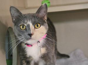 Pet of the Week: Patches, a domestic shorthair cat