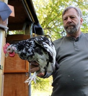 Chickens are gaining a foothold in St. Louis area  