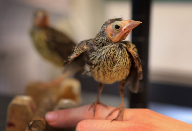 Rescuing Missouri song birds : Gallery