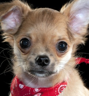 Small dog