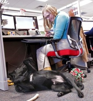 Royal Canin increases office space, makes new hires