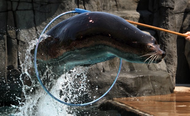 St. Louis Zoo wins design award for Sea Lion Sound : News