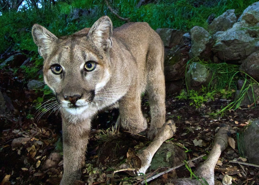 Mountain lions are spotted in region, but there's no sign they are