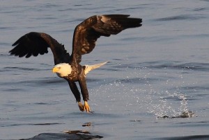 Eagle Days