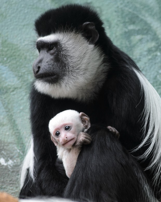 Baby monkey born on Halloween now on display at St. Louis Zoo : News
