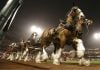 Budweiser gives Clydesdales holiday pink slip