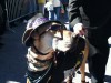 St. Louis turns out with costumed pets for world record attempt