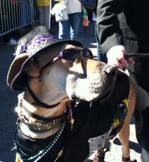 mardi gras 2025 st louis dog parade