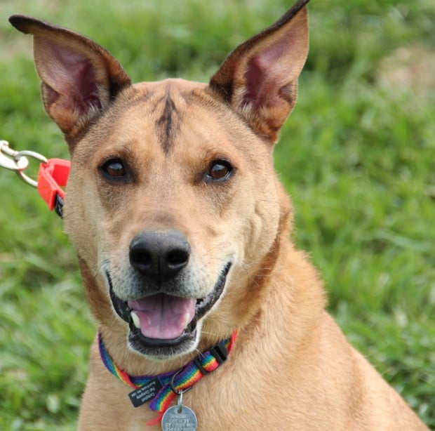 Pet Of The Week: Pressley, A 6-year-old German Shepherd Mix : Lifestyles