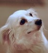 This weeks most adoptable pets  