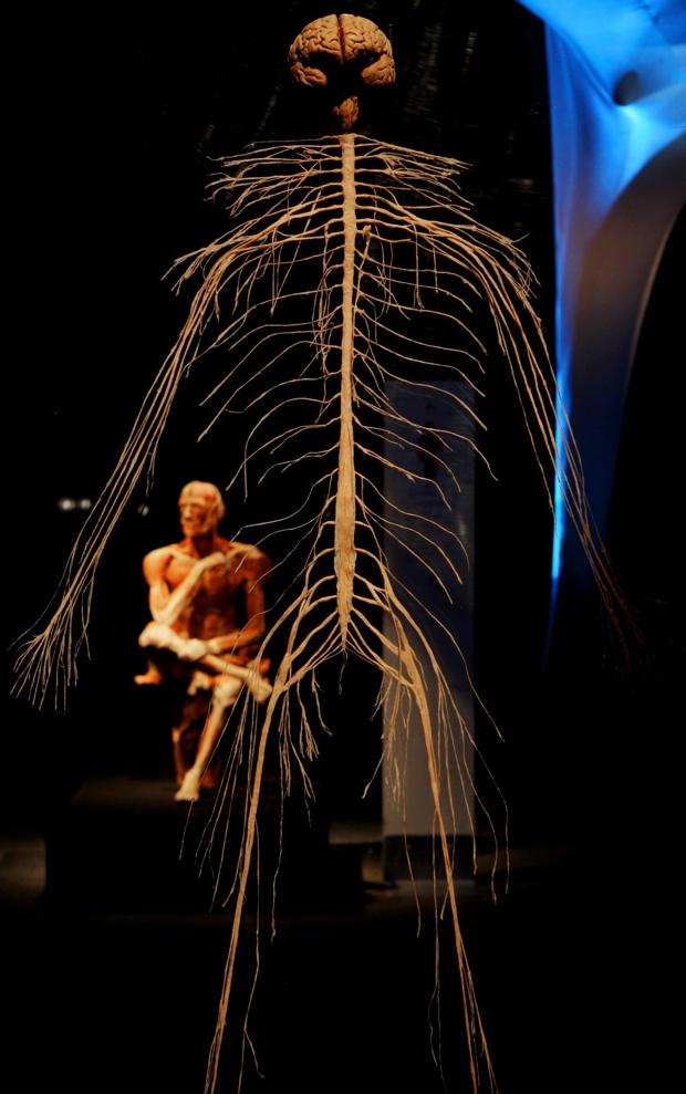 The Brain Gets Special Focus At Body Worlds Exhibit Entertainment the-brain-gets-special-focus-at-body-worlds-exhibit-entertainment