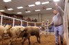 Beef prices expected to rise this year