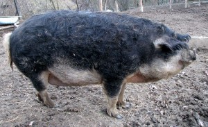 Mangalitsa
