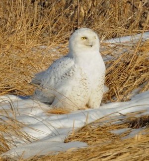 Snowy owls make rare appearance near conservation area in Elsber