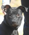 adoptable pets
