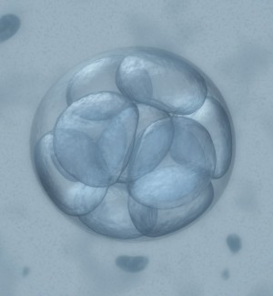 An embryo
