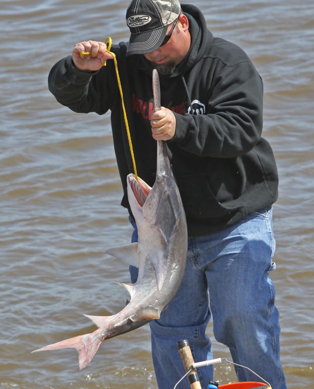 Anglers snag for giant fish in the Mississippi that predate dinosaurs News