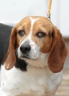 This week's most adoptable pets  