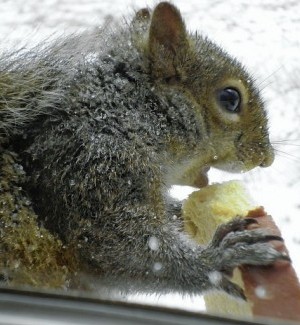 Squirrel