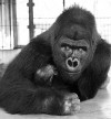 A Look Back • Animal lovers tried to ease Phil the Gorilla's final days in 1958  