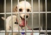 Humane Society of Missouri treats dogs rescued from breeder