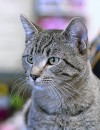 This week's most adoptable pets  