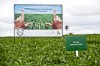 Monsanto Presents Genetically Modified Soybean Variety