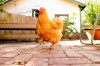 McClellan: Chickens can show love after all  
