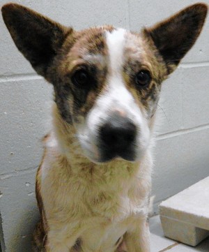 Pet of the week