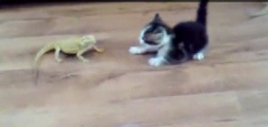 Kitten surprised by lizard