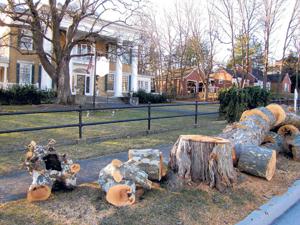 Wytheville trees cut after pedestrian hit by branch