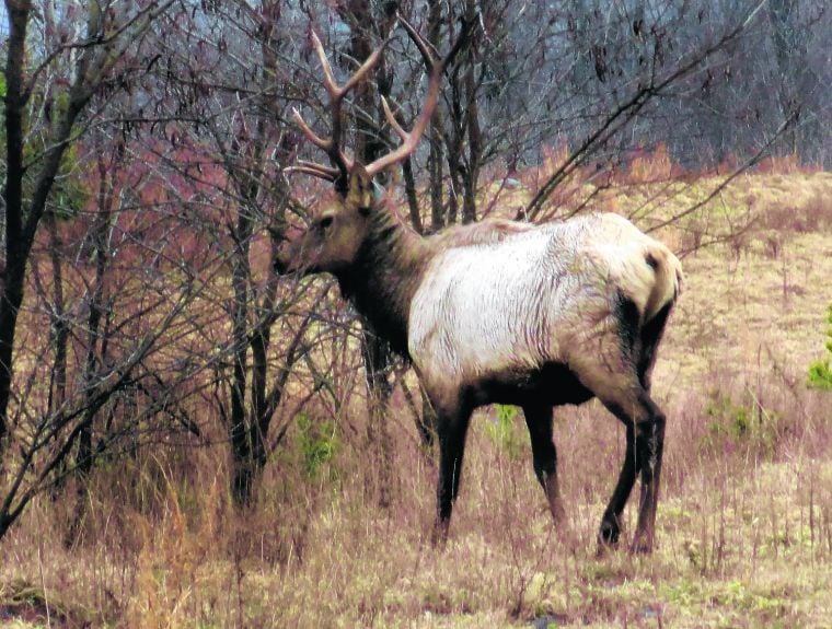 Group Of Elk - Big Tits Fat