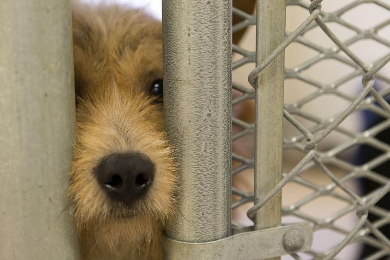 Bell County Animal Shelter Temple Daily Telegram Gallery