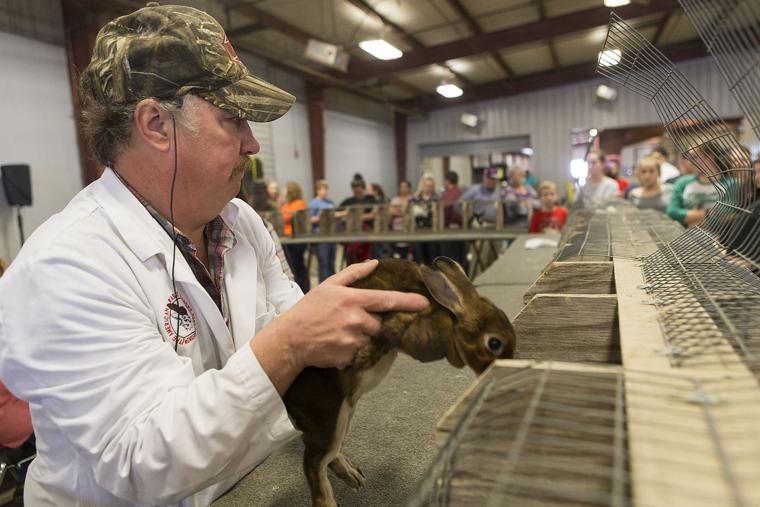 2017 Bell County Youth Fair rabbit show Temple Daily Telegram Gallery