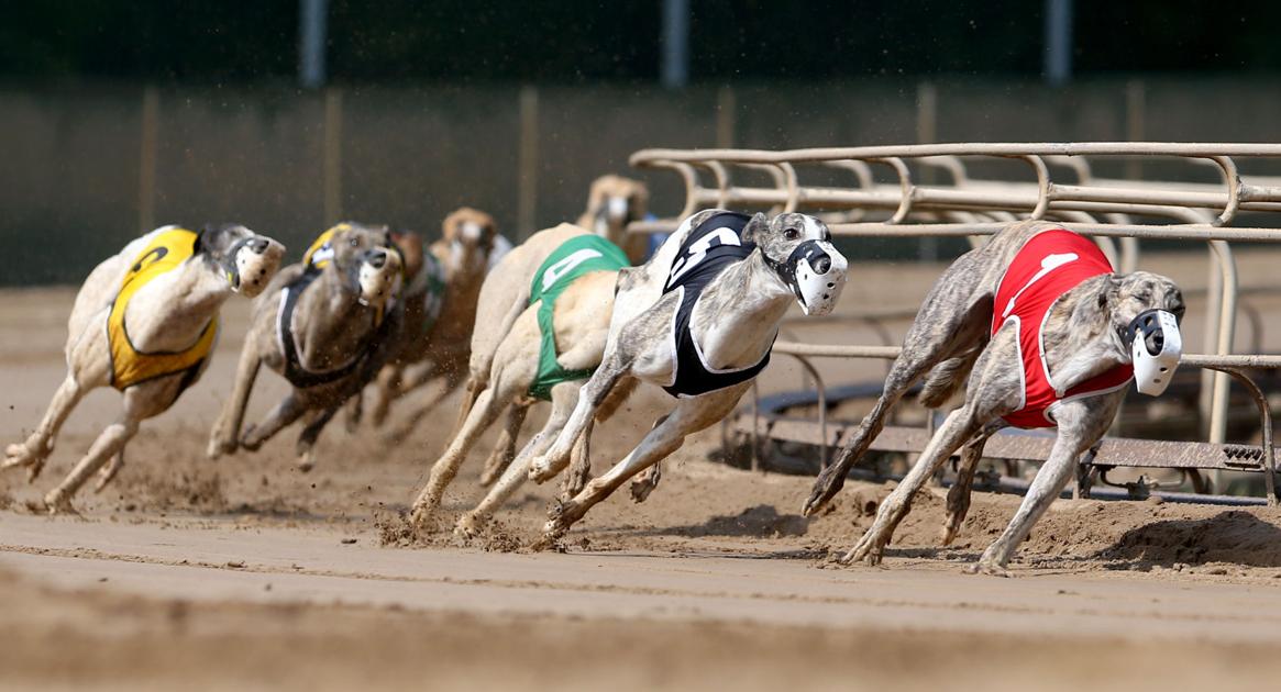 And they're off Greyhound park opens under new ownership in Dubuque