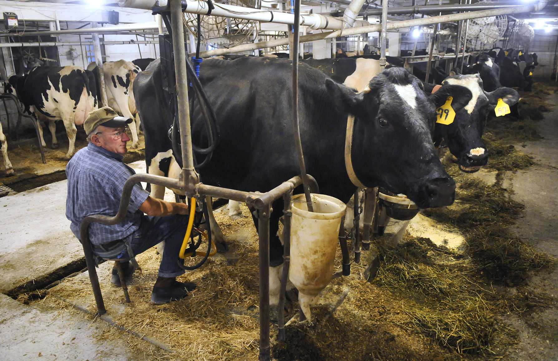 Small Dairy Farms Struggle to Survive 