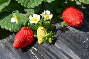 BR.strawberryfarms.013026.05.JPG
