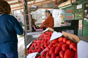 BR.strawberryfarms.013026.08.JPG