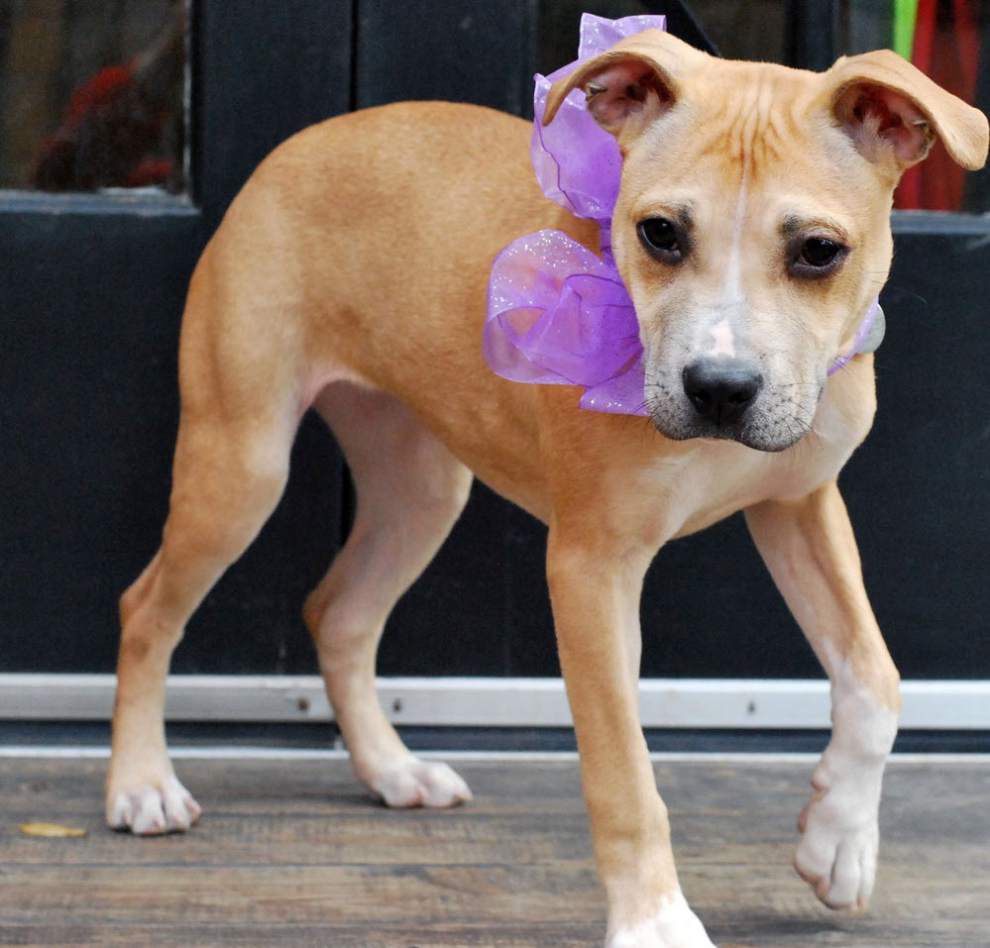 Southside pets available for Feb. 12, 2015 _lowres