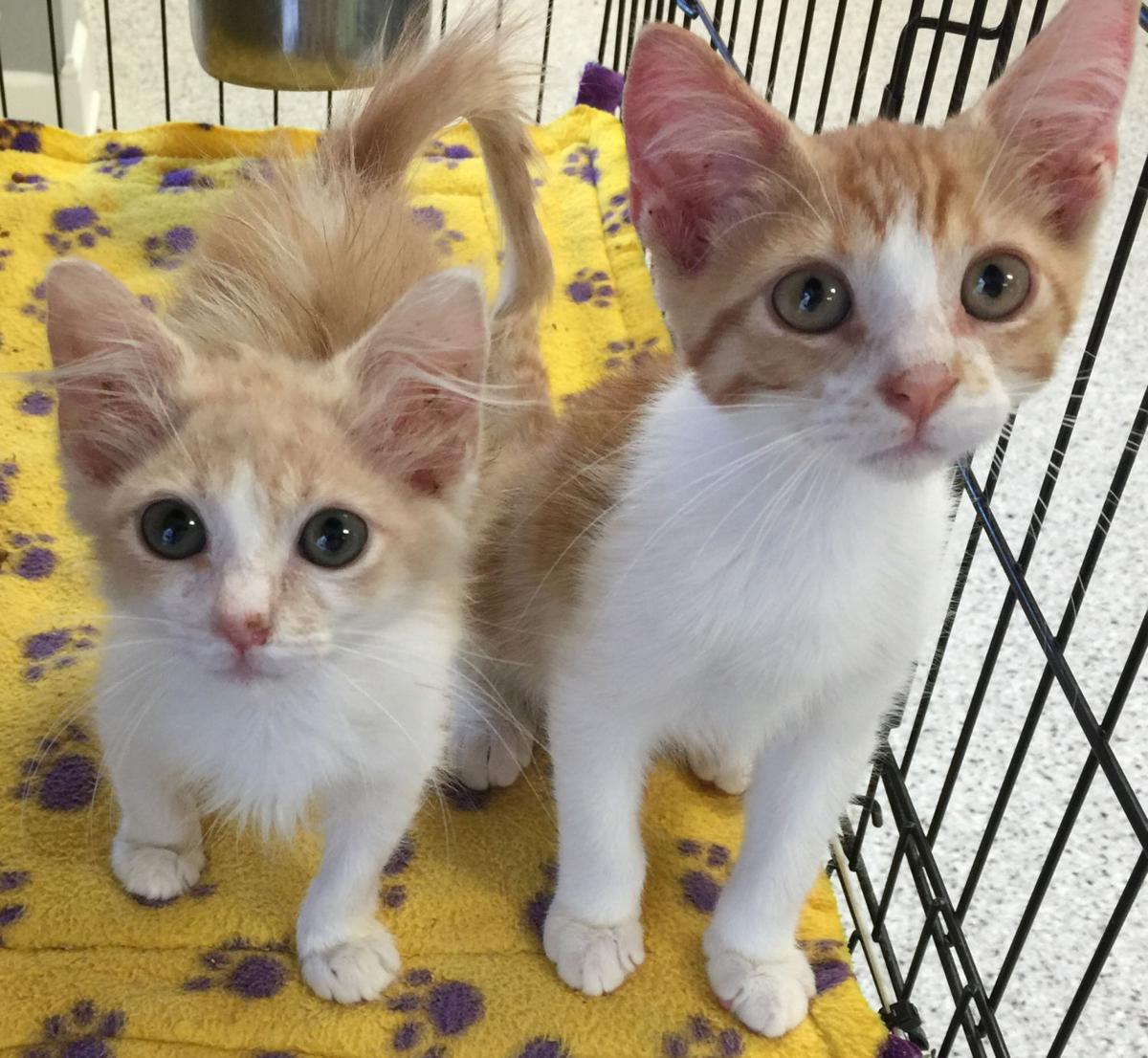 adoption baton baton cats available for adoption on oct 20 2016 mid city theadvocate adoption baton baton cats available for adoption on oct 20 2016 mid city theadvocate