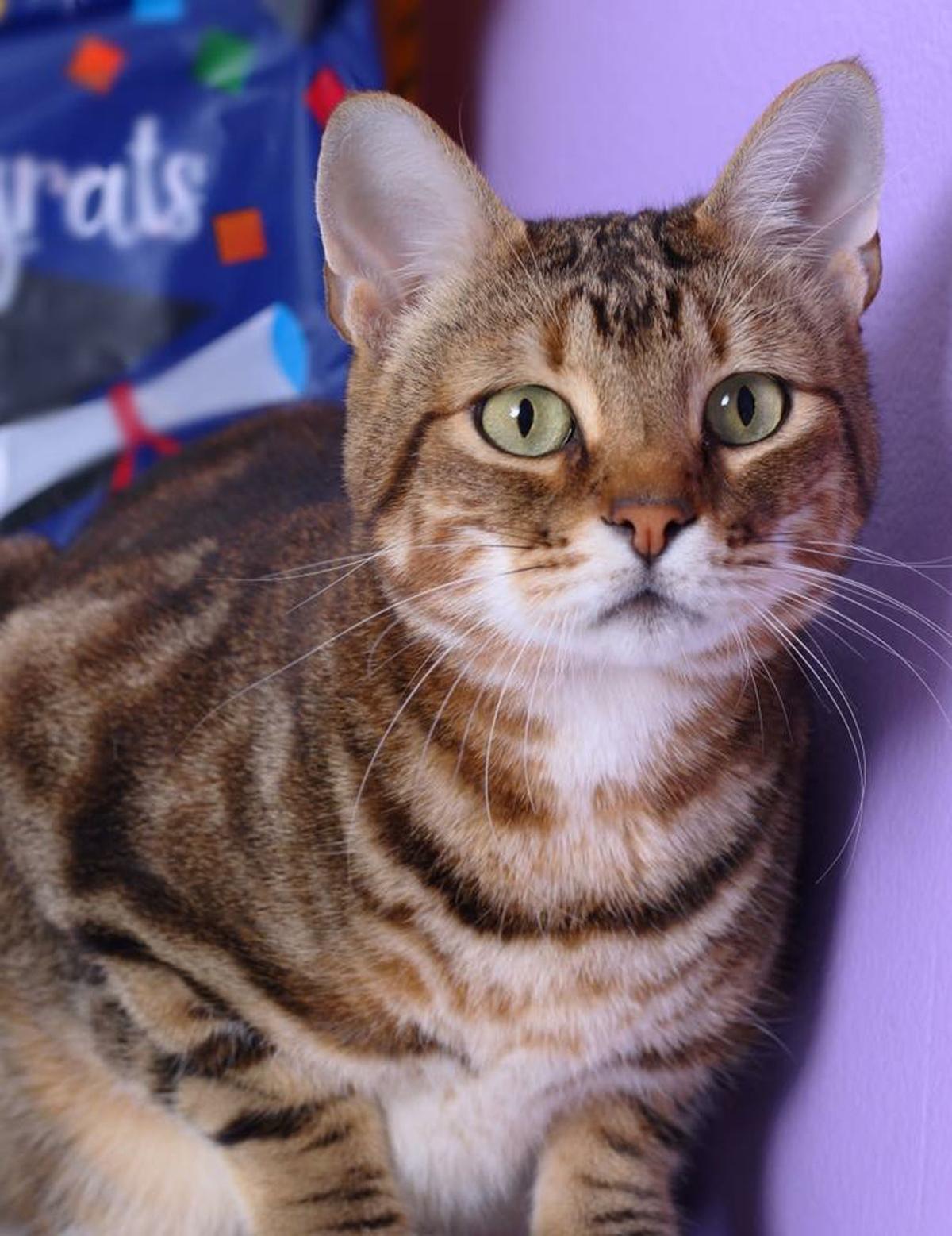 Baton Rouge cats available for adoption on May 25, 2017 Mid City