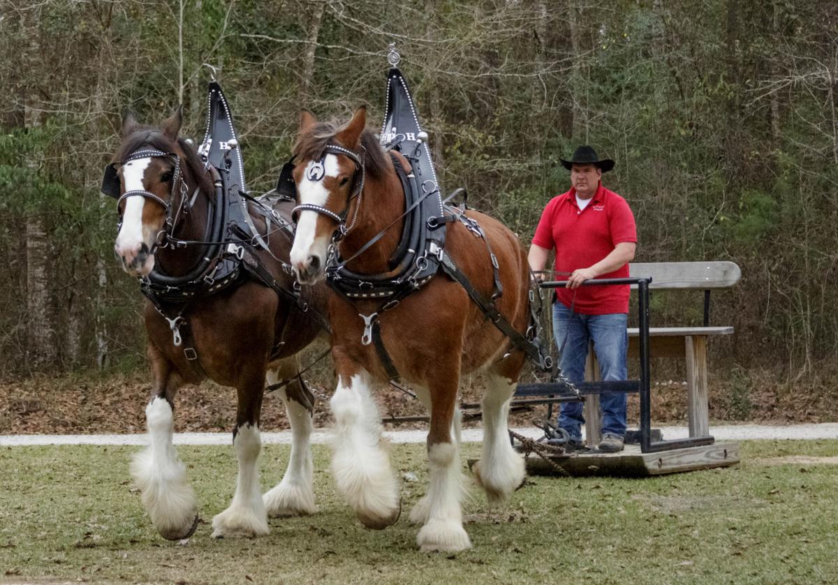 Fit for royalty Pearl River Clydesdales power through area parades