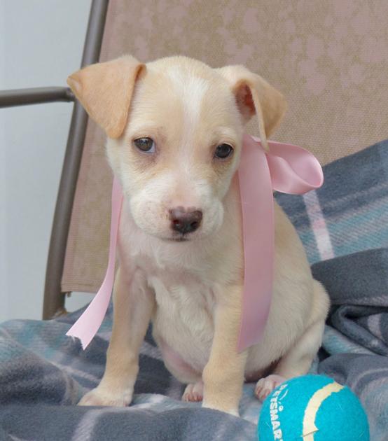 adoption baton baton dogs available for adoption on march 2 2017 mid city theadvocate adoption baton baton dogs available for adoption on march 2 2017 mid city theadvocate