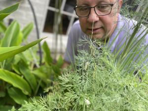 In Louisiana summers, our lives are governed by sun: Danny Heitman